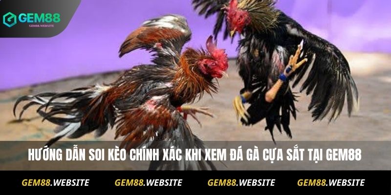 Hướng dẫn soi kèo chính xác khi xem đá gà cựa sắt tại Gem88