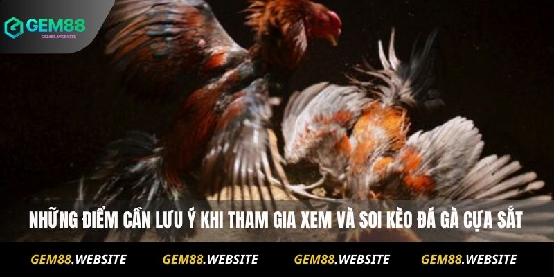 Những điểm cần lưu ý khi tham gia xem và soi kèo đá gà cựa sắt
