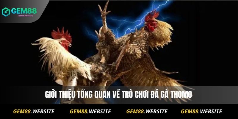 Giới thiệu tổng quan về trò chơi Đá Gà Thomo