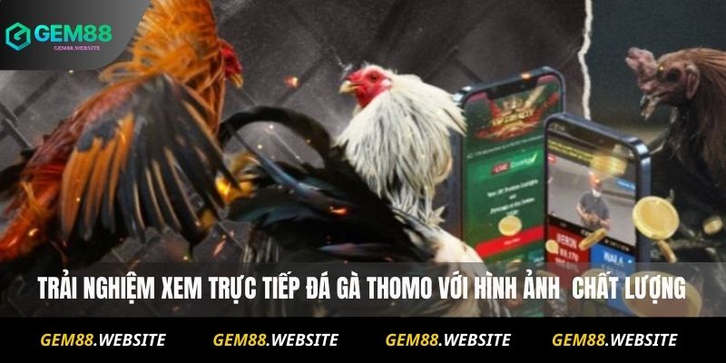 Trải nghiệm xem trực tiếp Đá Gà Thomo với hình ảnh chất lượng